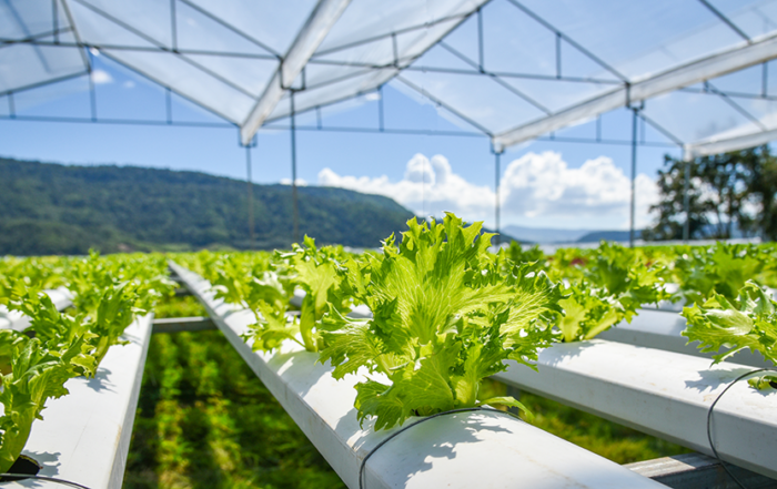 Achieving Net Zero within the Food and Drink Industry