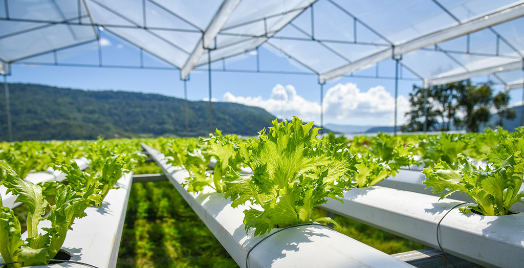 Achieving Net Zero within the Food and Drink Industry
