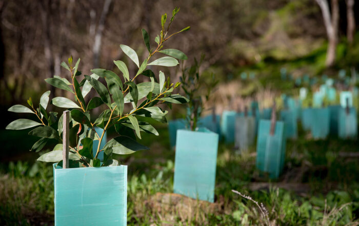 Understanding Carbon Offsetting