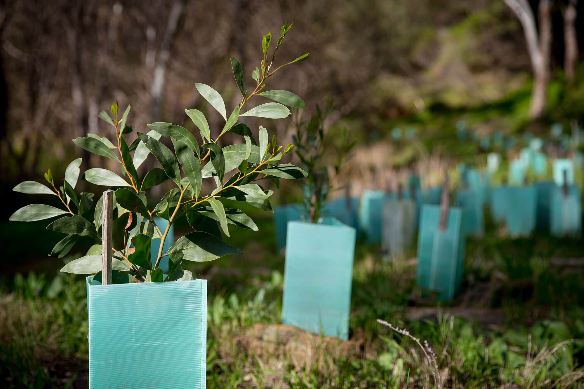 Understanding Carbon Offsetting
