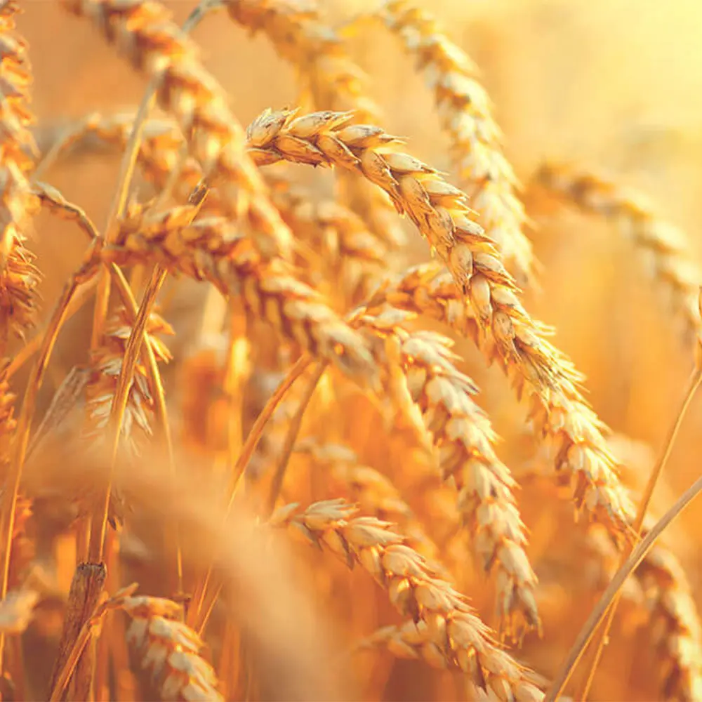 food and drink manufacturing energy services food and drink manufacturing energy services